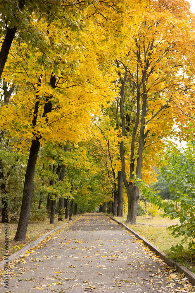 Naklejka premium Autumn alley in the park