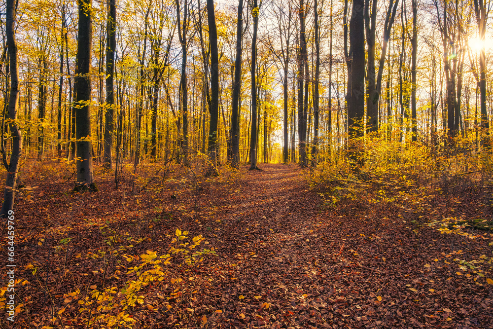 Obraz premium Colorful autumn atmosphere in the deciduous forests in Taunus/Germany