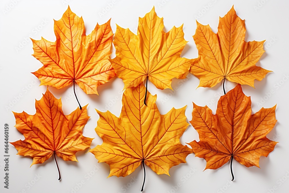 autumn leaves isolated on white autumn leaves isolated on white