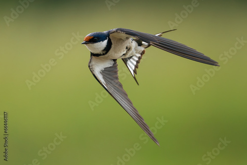White-throated swallow