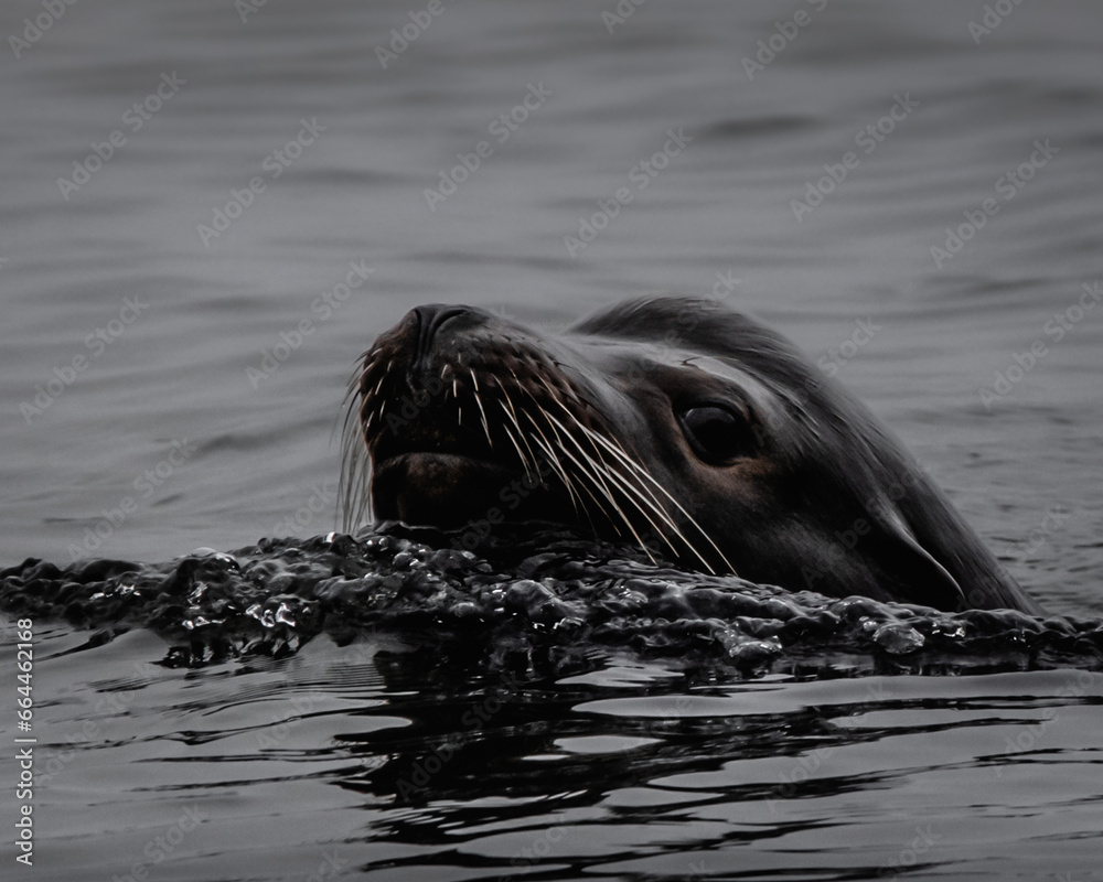 Fototapeta premium Seal coming out of water