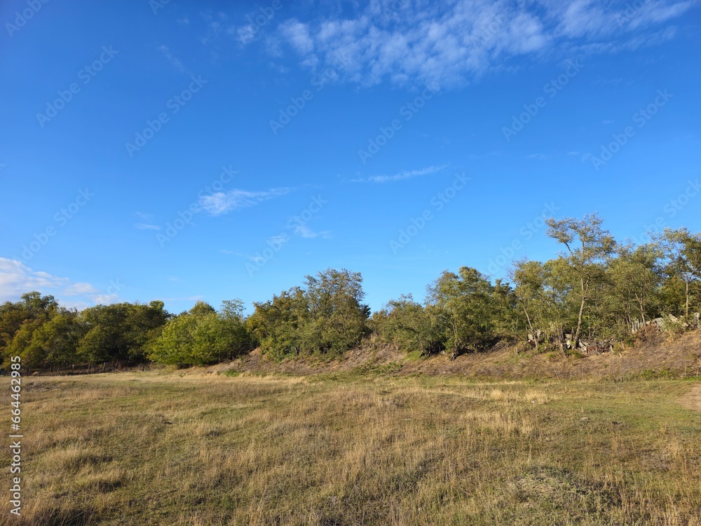 A grassy field with trees in the background A grassy field with trees in the background