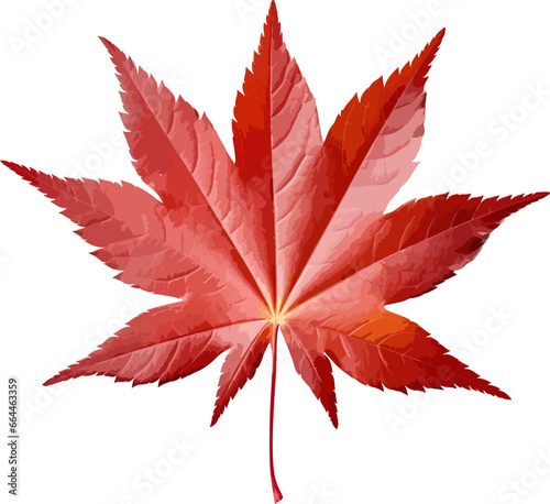 Japanese maple leaf clip art