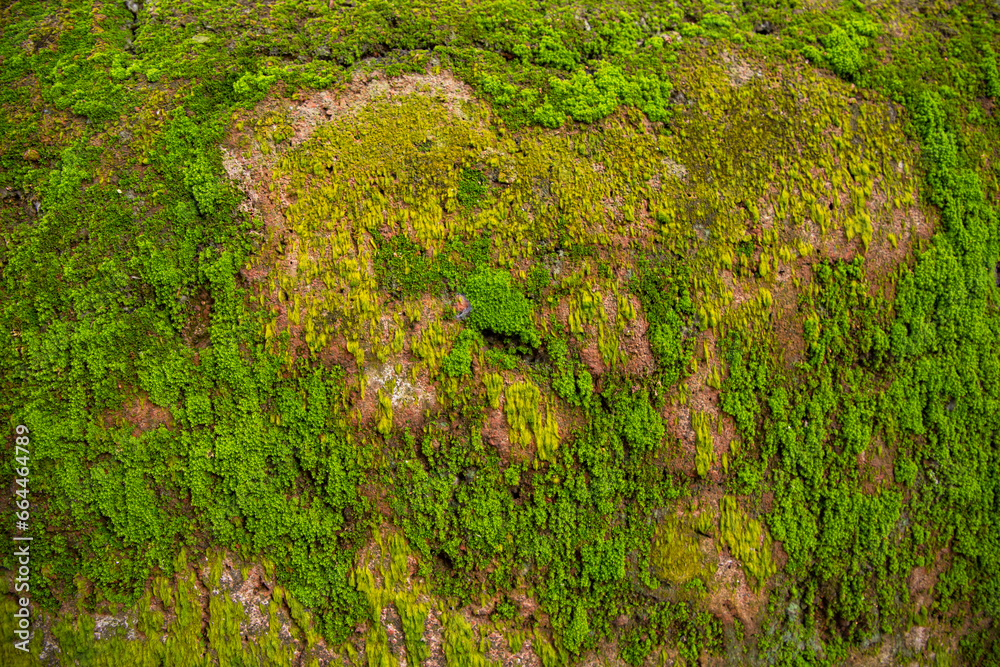 Fungi Green Moss old concrete wall abstract Texture background wallpaper. Rusty, Grungy, Gritty Vintage Background Fungi Green Moss old concrete wall abstract Texture background wallpaper. Rusty, Grungy, Gritty Vintage Background