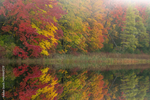 Foggy autumn landscape of forest of maples and tamarack with mirrored reflections in calm water, Douglas Lake, Michigan, USA