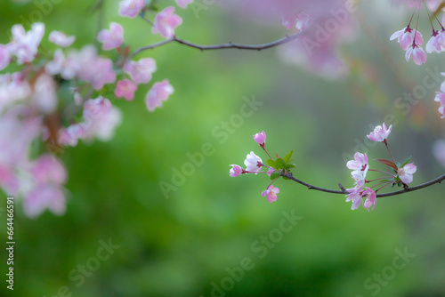 Chinese flowering crab-apple