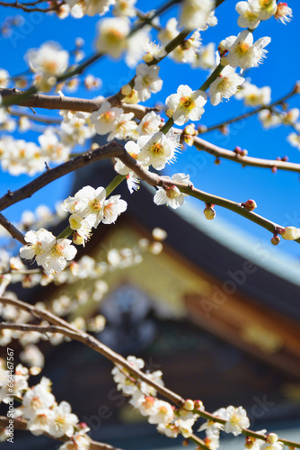 湯島天神 梅まつり　満開の美しい梅の花 コピースペースあり（東京都）
Yushima Tenjin Plum Festival, beautiful plum blossoms in full bloom with copy space (Tokyo, Japan)
 photo