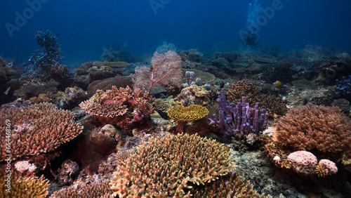 A beautiful and colorful coral reef seascape underwater with a scuba diver in the distance in Nosy Sakatia, Madagascar photo