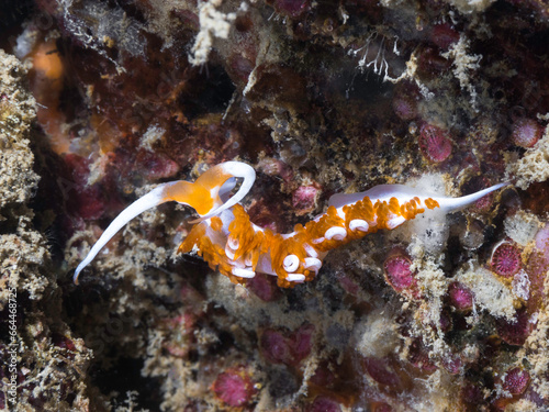 A pretty nudibranch (Genus Moridilla) sea slug with white body and orange and white cerata underwater