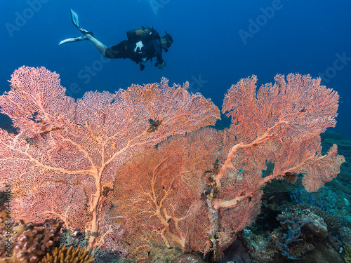 A very large Gorgonian sea fan coral in deep water with a male scuba diver swimming in the distance behind it