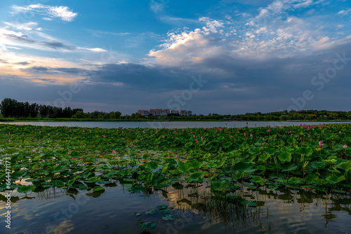 Beijing's urban wetlands are tranquil, fresh, and picturesque photo