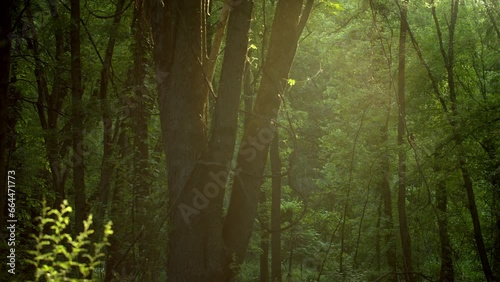 A 4K lush forest motion background with real particles and light rays.