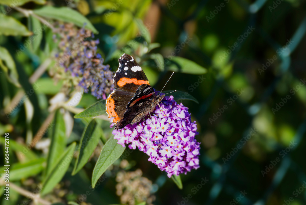Red admiral butterfly (Vanessa Atalanta) perched on summer lilac in Zurich, Switzerland Red admiral butterfly (Vanessa Atalanta) perched on summer lilac in Zurich, Switzerland