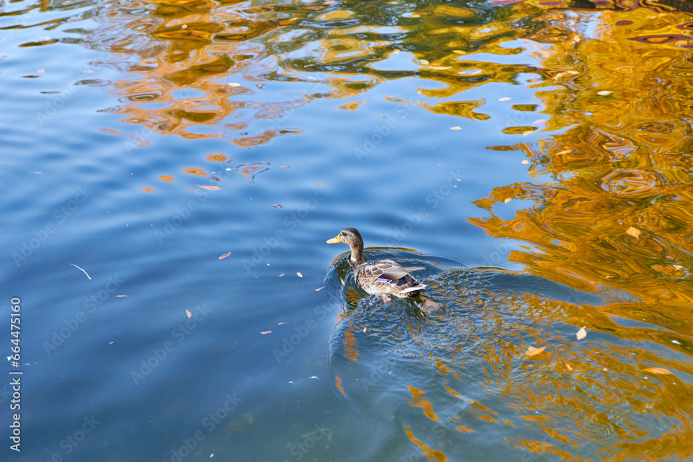 Fototapeta premium a waterfowl duck in autumn on the lake.