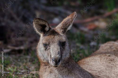 Portrait of a kangaroo lying on the grass
