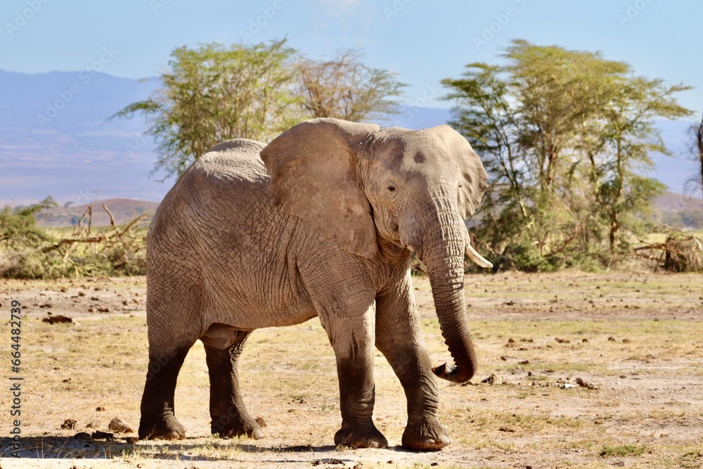 Les éléphants d' Amboseli au Kenya