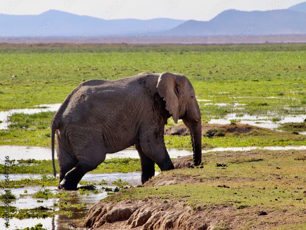 Fototapeta premium Les éléphants d' Amboseli au Kenya