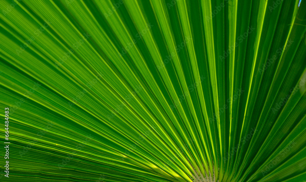 palm leaf as a background for photos 7 palm leaf as a background for photos 7
