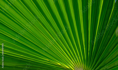 palm leaf as a background for photos 7