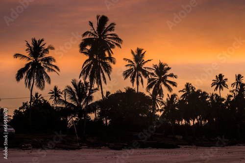 Silhouette of palm trees against orange sunset sky. Beautiful sunrise at Zanzibar  Tanzania