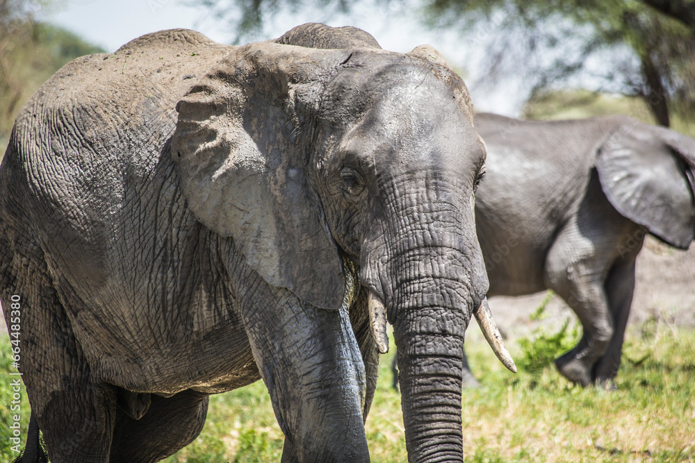 African elephant face close up, Tsavo East National Park, Kenya