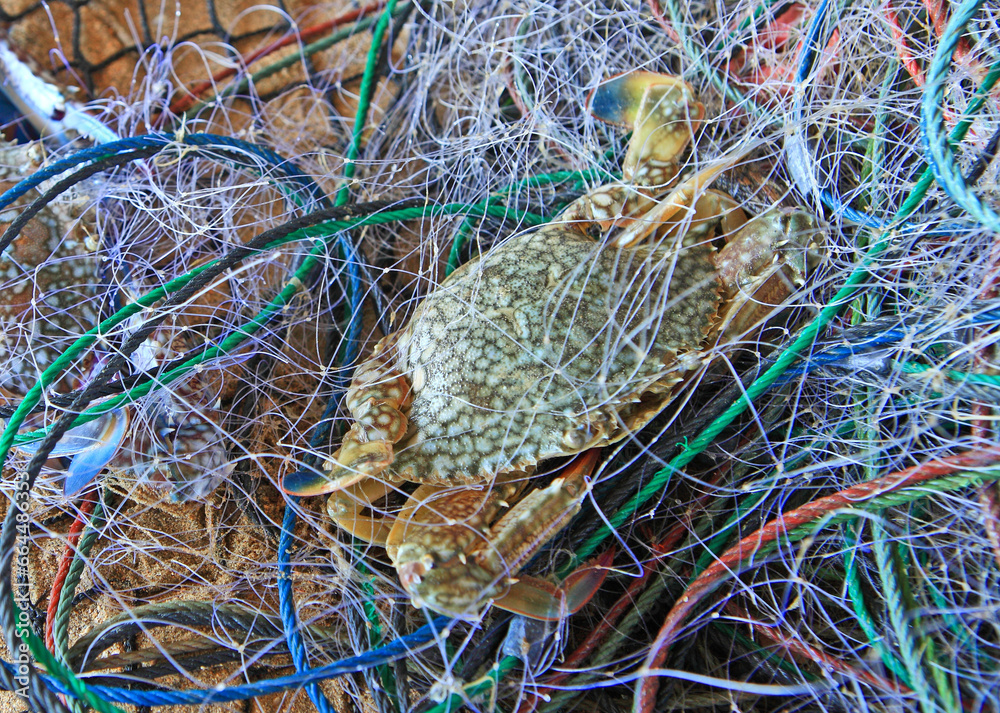 Crabs in a fishing nets