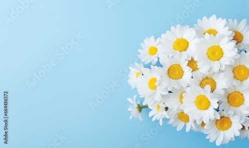 Fresh white daisies in bloom.