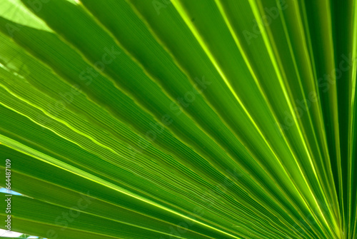 palm leaf as a background for photos 4