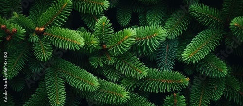 Christmas tree branches on a natural background.