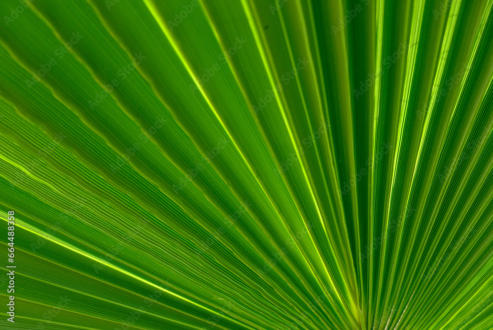 palm leaf as a background for photos 2 palm leaf as a background for photos 2