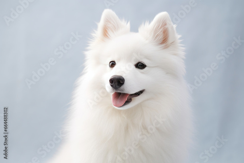 Elegant White Dog on a Clean Canvas © AIproduction