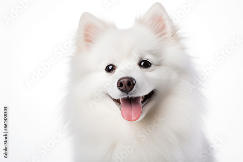Serene White Dog Posing Gracefully © AIproduction