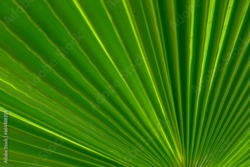 palm leaf as a background for photos 2