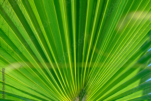 palm leaf as a background for photos 13