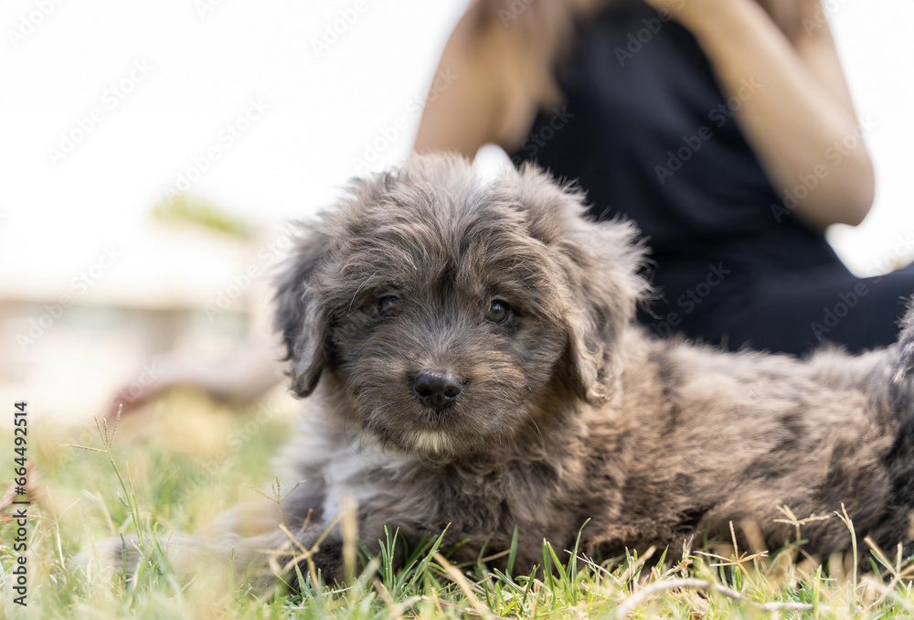 puppy laying on the grass
puppy laying on the grass