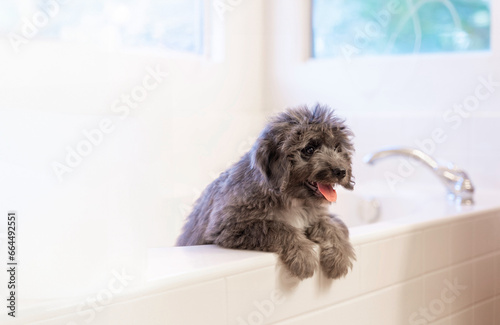 Puppy getting ready to take a bath
