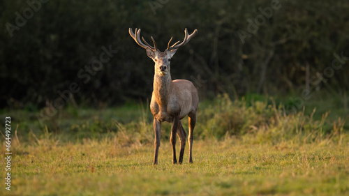 red deer in the nature habitat during the deer rut european wildlife