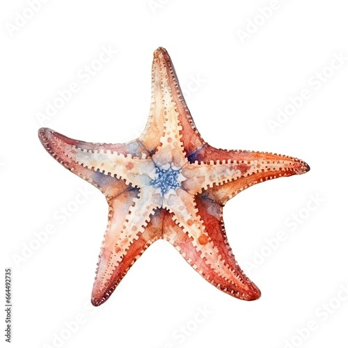 Starfish on white background Watercolor illustration