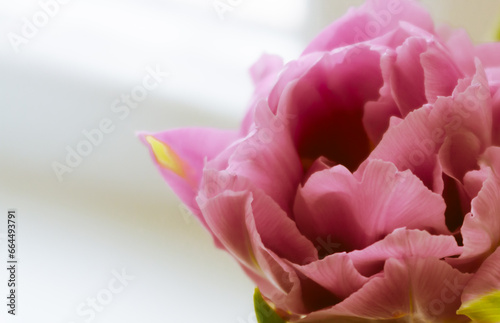 One peony pink tulip on a light background close-up. A large bud with lush petals of a delicate color  macro shot.