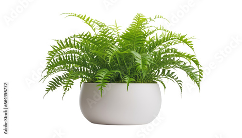 fern plant in a pot isolated on transparent background cutout
