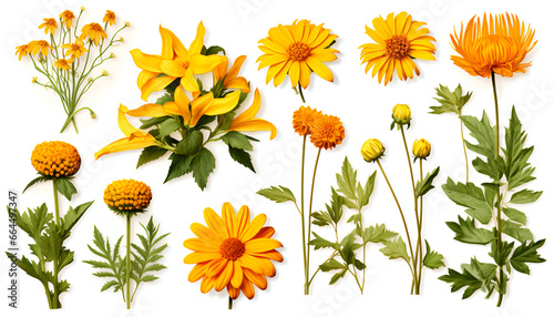 Beautiful Bulgarian flowers and nature elements, set of various types of Jerusalem artichoke and Silk vine, Pot marigold, isolated on white background
