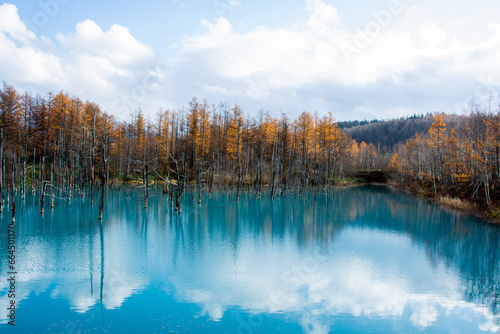 黄葉した林と青い池 美瑛町 © kinpouge
