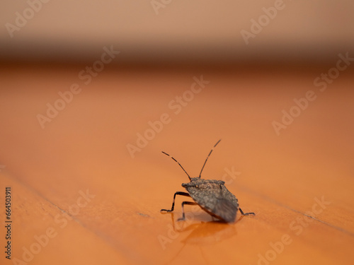 Brown marmorated stink bug at home, invasive stink bug on the floor of the house photo