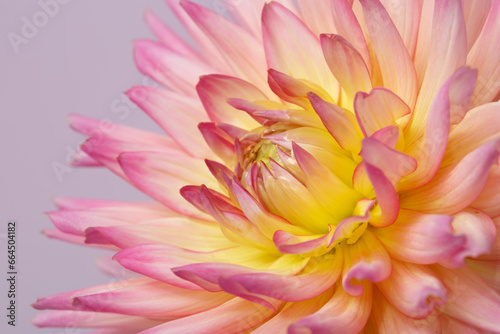 Pink and yellow dahlia flower isolated on a soft pink background.