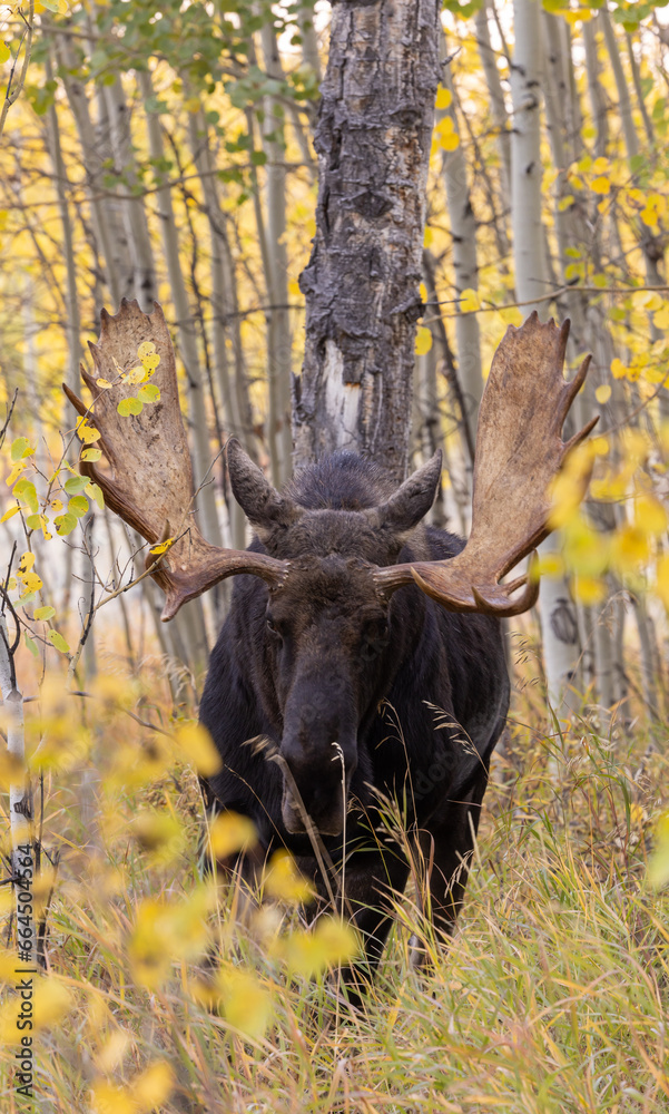 Bull Moose in Autumn in the Rut in Wyoming Bull Moose in Autumn in the Rut in Wyoming
