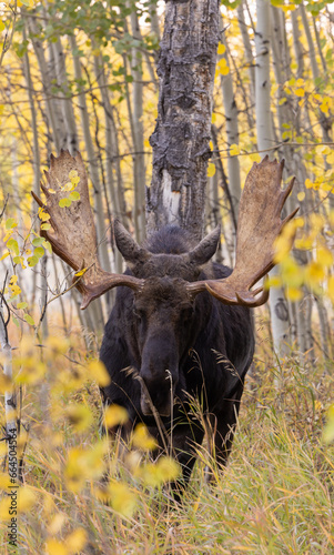 Bull Moose in Autumn in the Rut in Wyoming