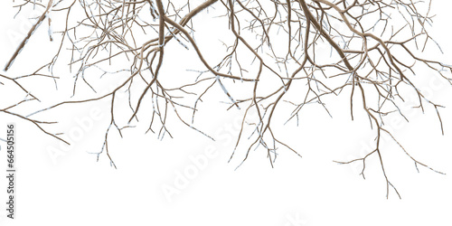Close up branches of a tree in winter   © Buffstock