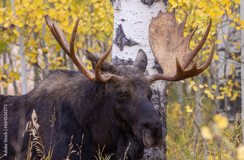 Bull Moose in Autumn in the Rut in Wyoming