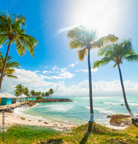 Palm trees in Bas du Fort beach in Guadeloupe © Gabriele Maltinti