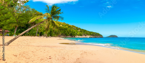 Palm trees leaning over La Perle beach in Guadeloupe photo